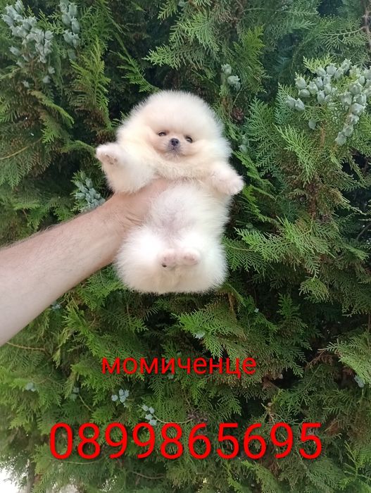 Бели мини Померани. Миниата