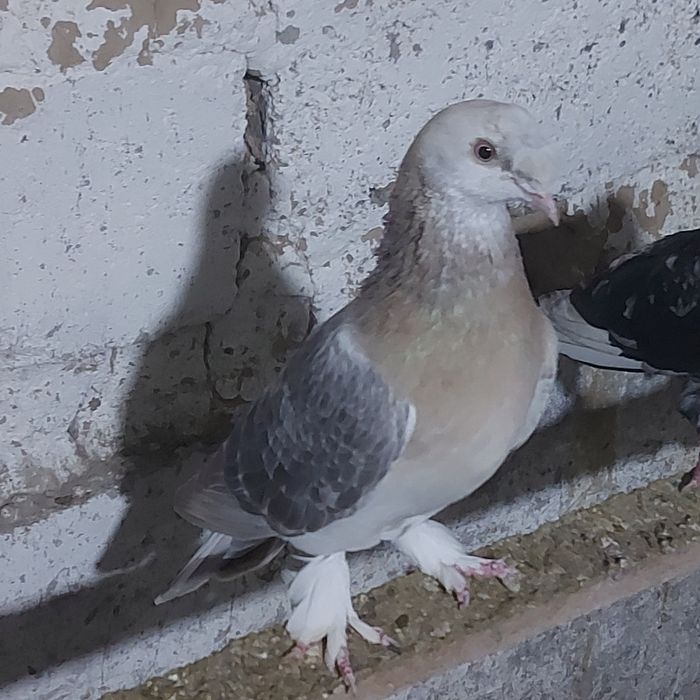 Такла насачуби самец лет с игрой