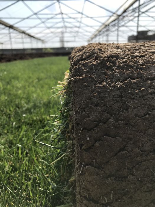 Газон готовый таййор