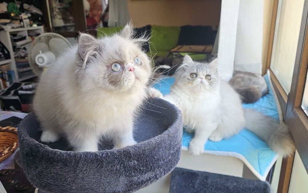 Персийски котенца