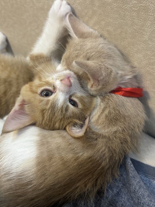 Маленькие, домашние , котята! Мальчики