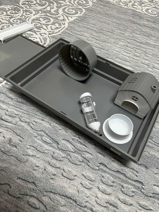 Сирийские хомяки