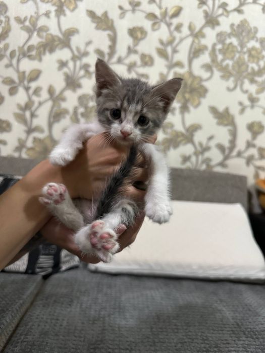 отдам котенка в добрые руки