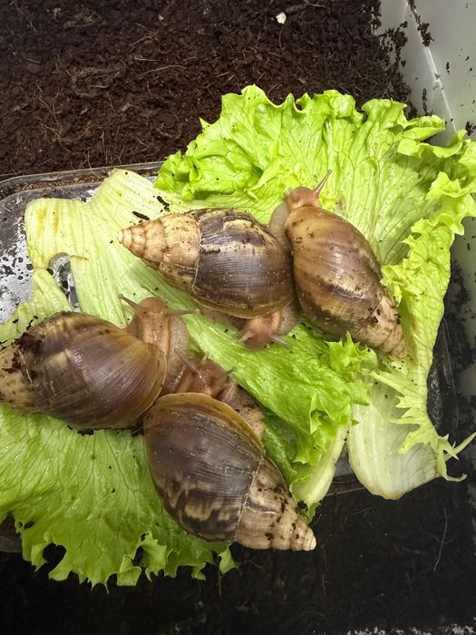 Ulitka sotiladi parodasi bzlmagan