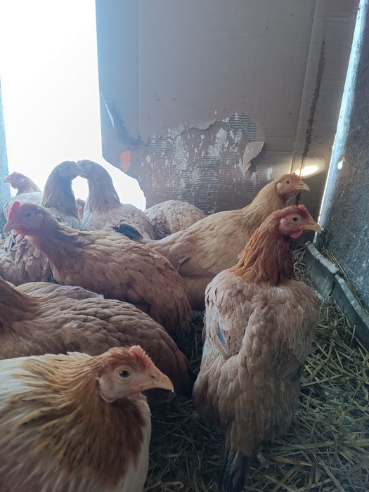 Găini rasa mixta de vânzare 
Greutate lor între 1800 kg și 4 kg 
Pentr