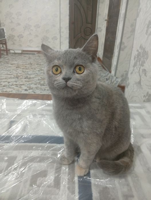 Кошка продоется срочно