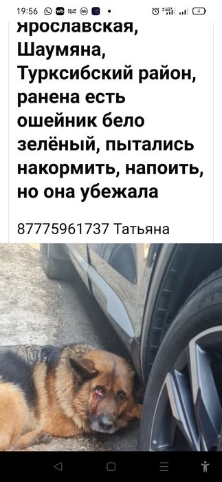 Чья раненая собака овчарка где хозяин