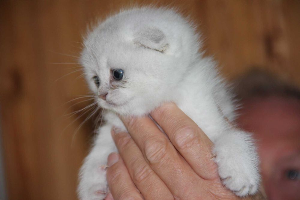 Продаются вислоухие Шиншиллы