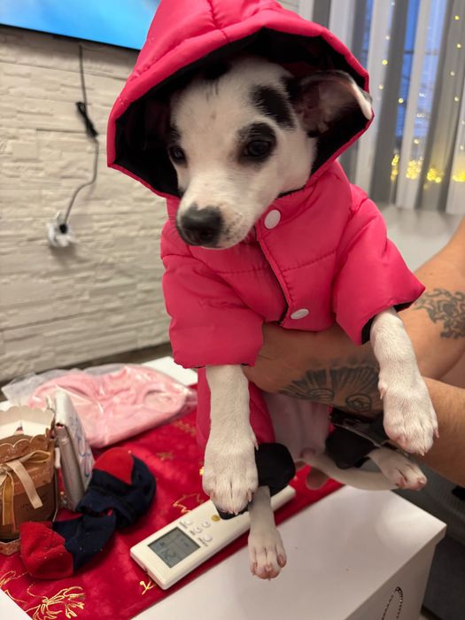 Продавам куче чухуахуа от Ловеч