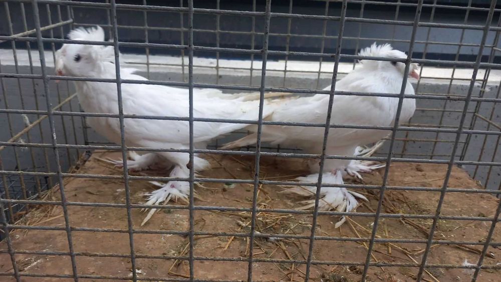 Продавам гълъби град Ямбол