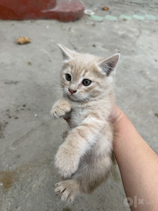 Бесплатно котята домашные мушук болалари текинга