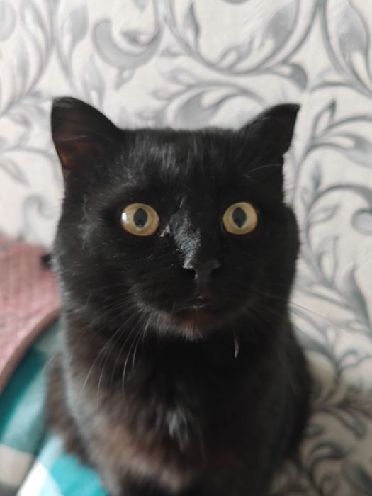 Котик ищит дом! /⁠ᐠ⁠｡⁠ꞈ⁠｡⁠ᐟ⁠\