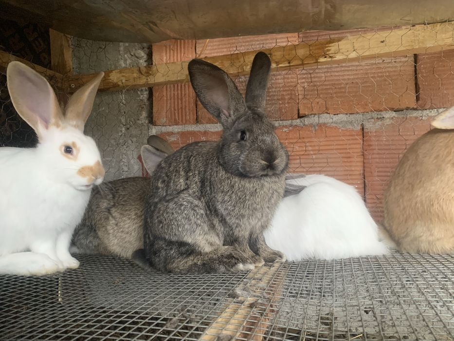 Калифорнийски Зайци