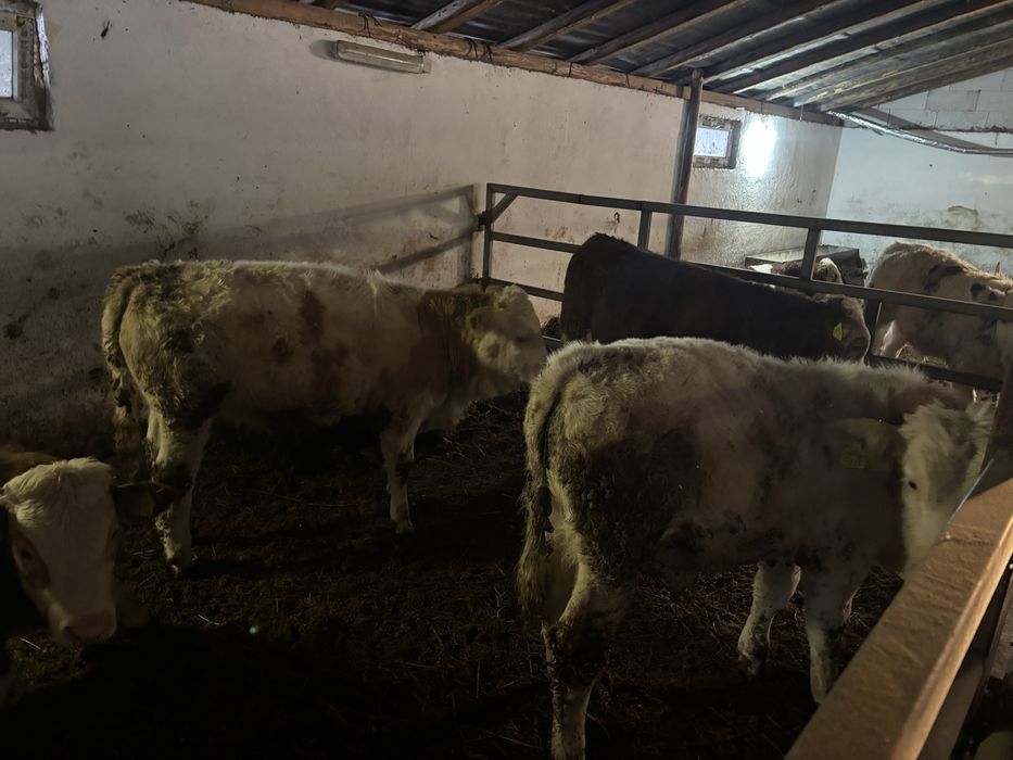 Vand vitei 19 bucati