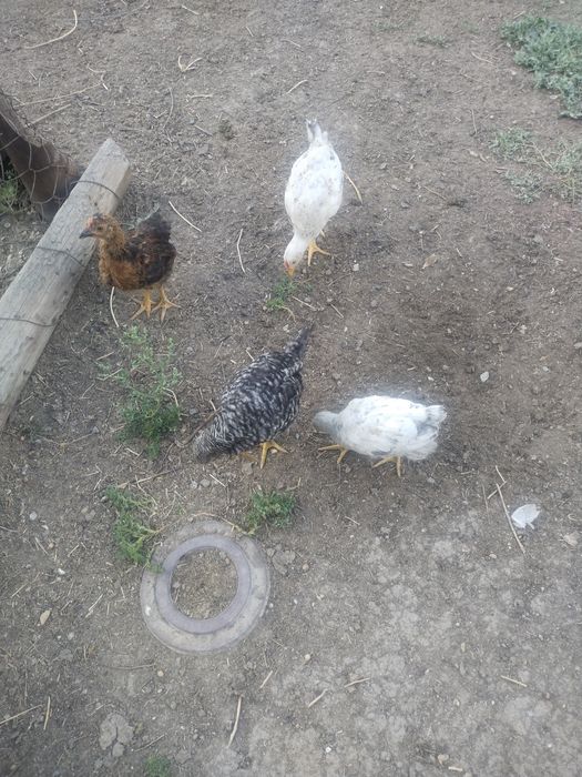 Продаются домашние цыплята