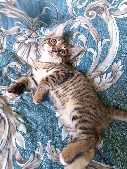 Продаются котята, мальчик и девочка, родившиеся 11 апреля.