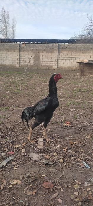 Dakan horoz sotiladi