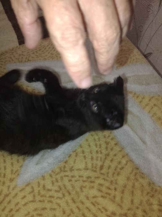 Отдам котенка в добрые руки