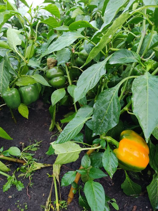 Продам дачу в обществе дружба
