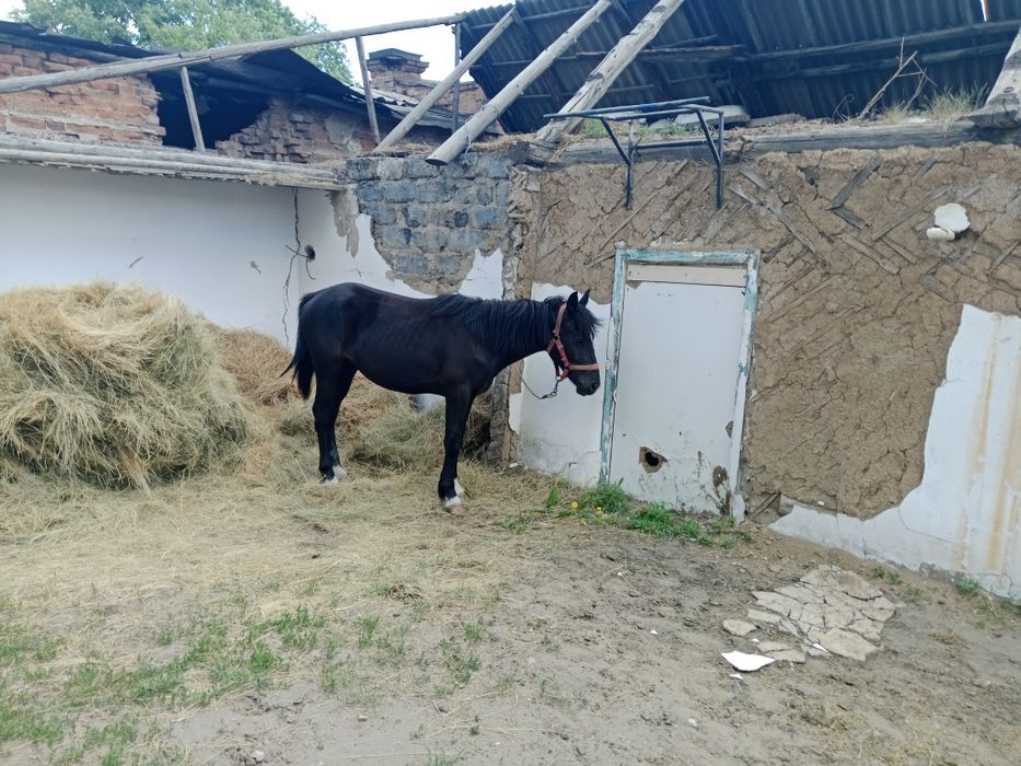 Кунан сатамын. Жуас