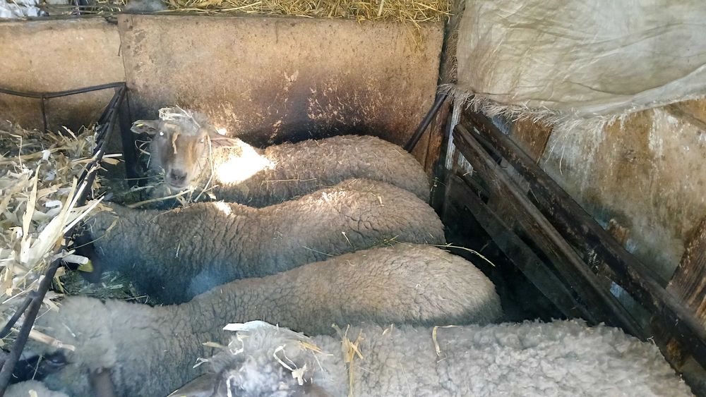 Oi sterpe de vanzare