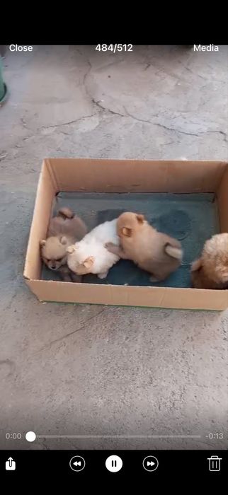 Померани на 2 месеца