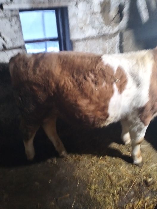 Vițel și vițea de