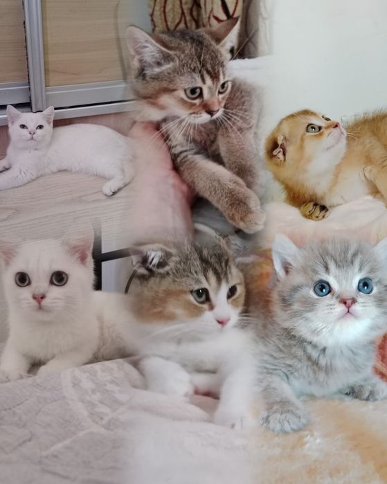 Роскошные Шотланские котята