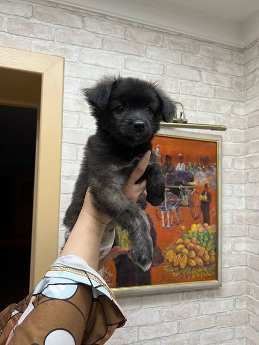 Щенок, девочка .