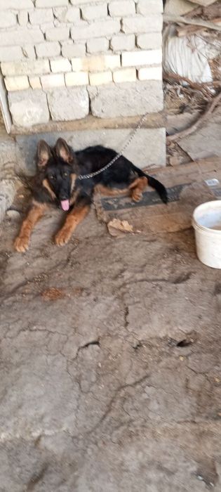 Nemetski afcharka dlinashersna sotiladi