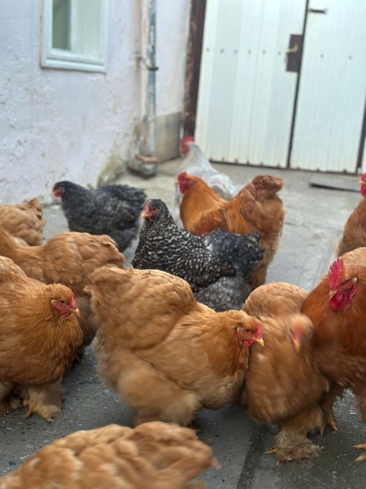 De vânzare gaini cochinchina urias galben si barat