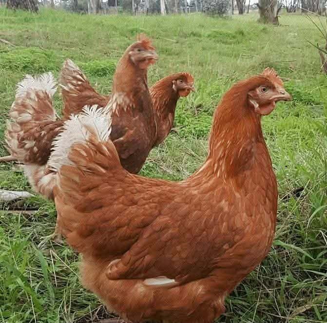 Vând găini roși putoare