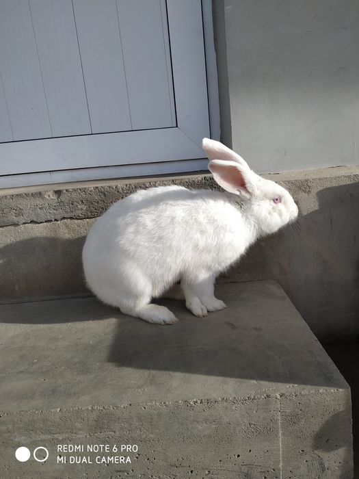 Quyon Куйон пара СОТИЛАДИ