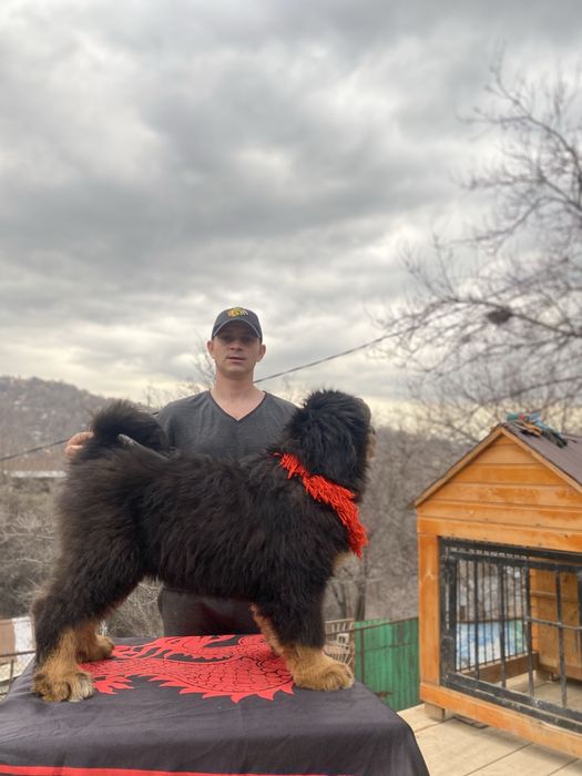 Продам щенков тибетского мастифа