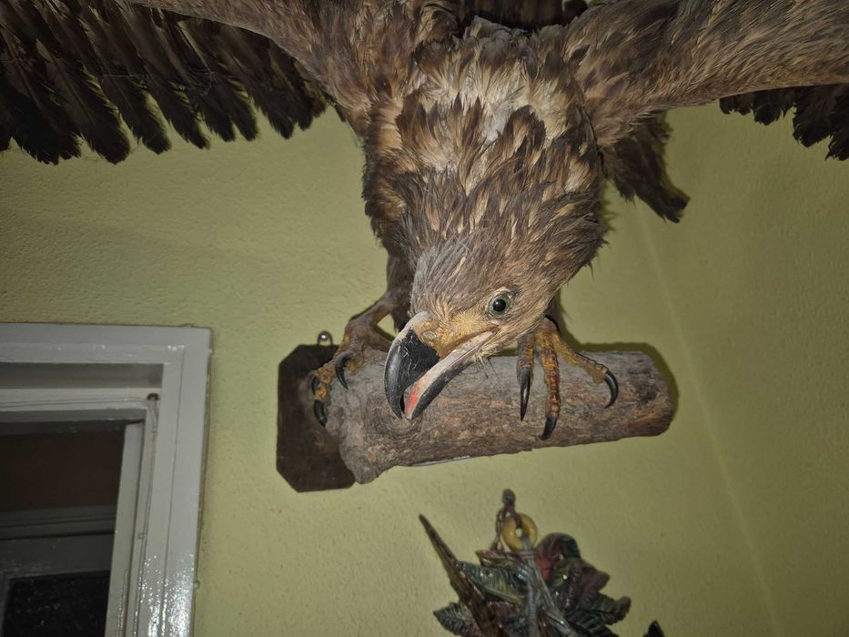 Vultur inpaiat, taxidermie