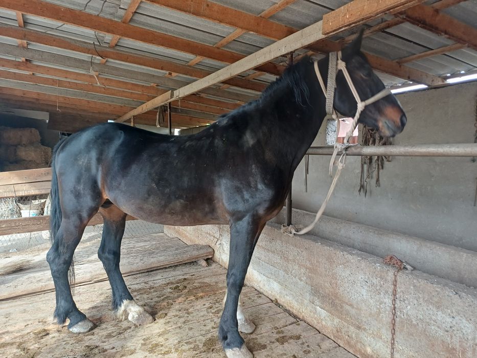 Срочно Айгыр сатылады