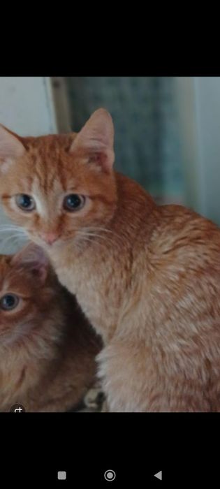 Котики бесплатно в добрые руки