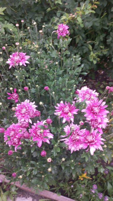 Продам корейские хризантемы