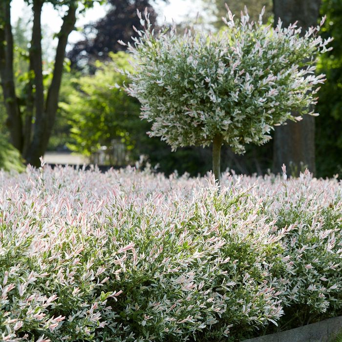 Salcie Japoneza La Ghiveci Pe Trunchi