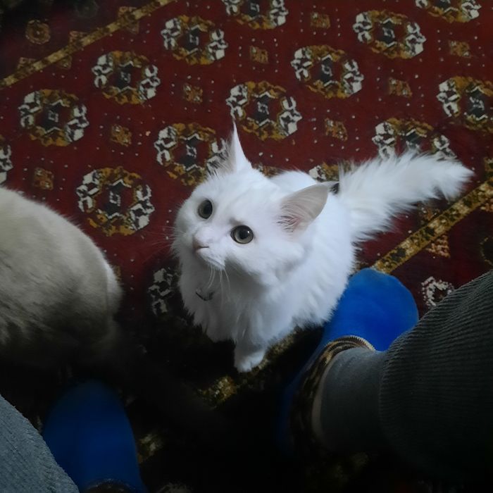 Онаси турк ангора отаси Вислоуха