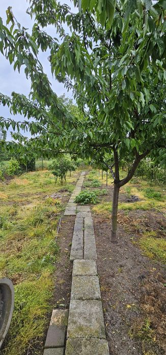 Vand Casa Sânnicolau Mare