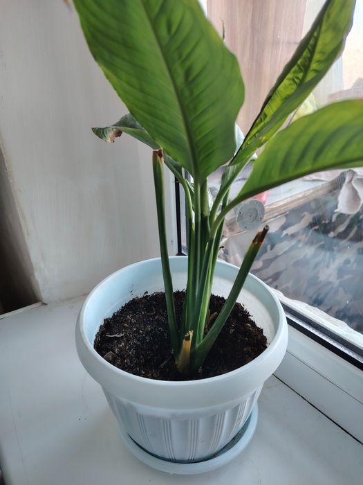 Продам денежное дерево ПО 1500тг Женской счастье 1000тг