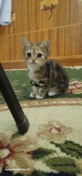 Мушуклар сотилади зотлари skotish fold ва skotish strite