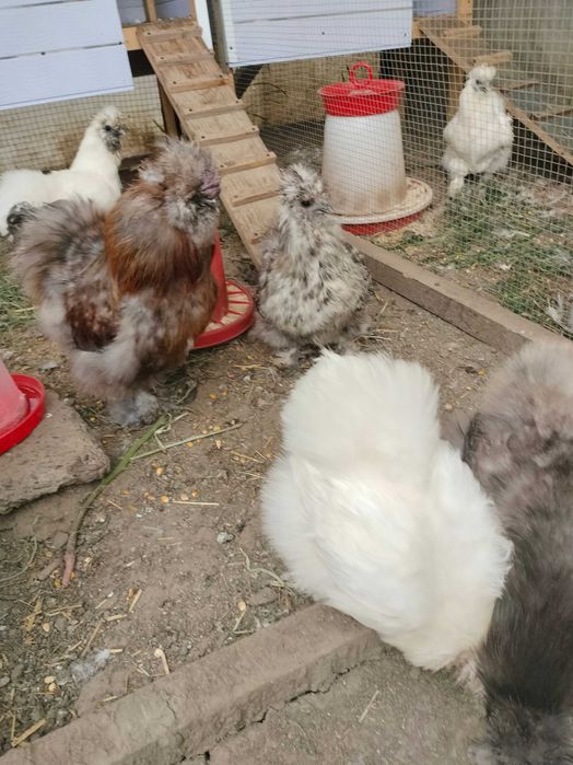 Mătase japoneza - diverse