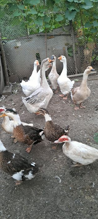 Schimb cu puicuțe