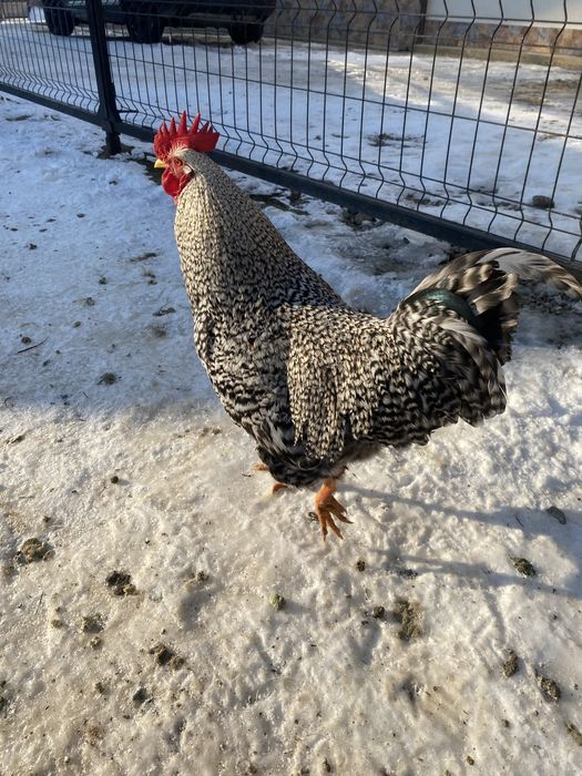 Cocosi tineri de vanzare