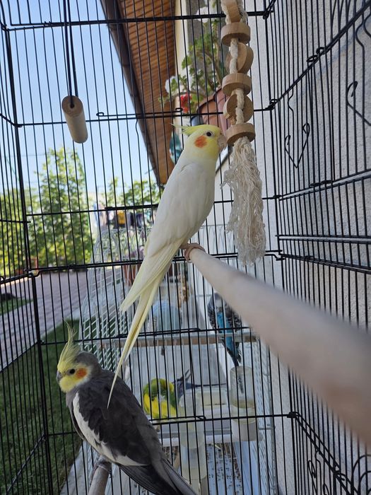 O pereche nimfe vor alta casa