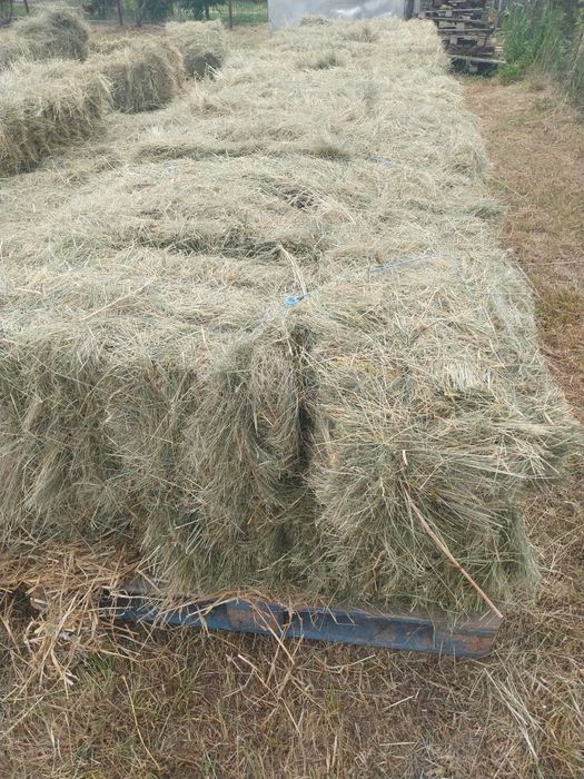 Vând baloti de fân de grădină