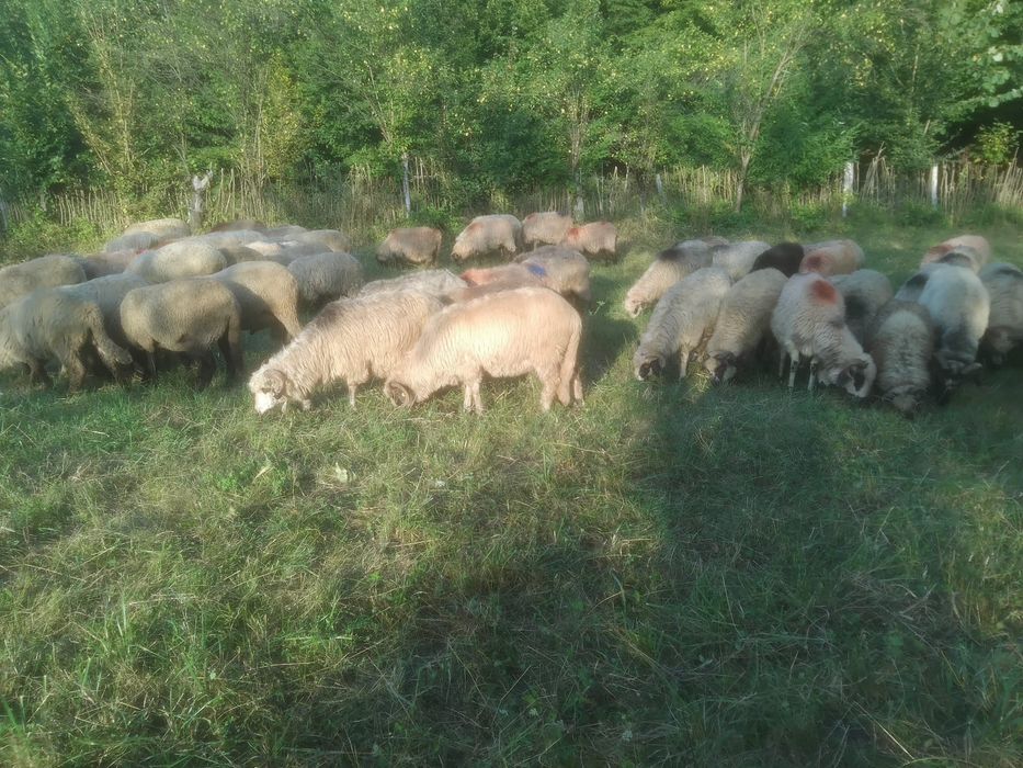 Oi de vanzare Arges