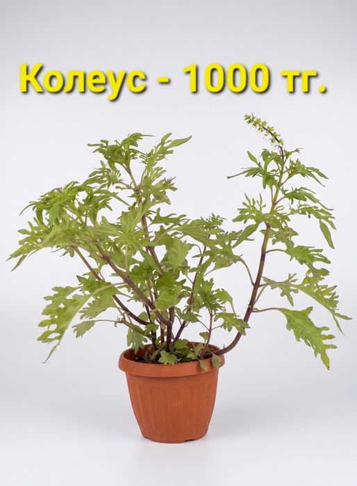 Распродажа!!! Комнатные растения разные